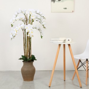 Nhà máy cung cấp trực tiếp hoa lan trong chậu