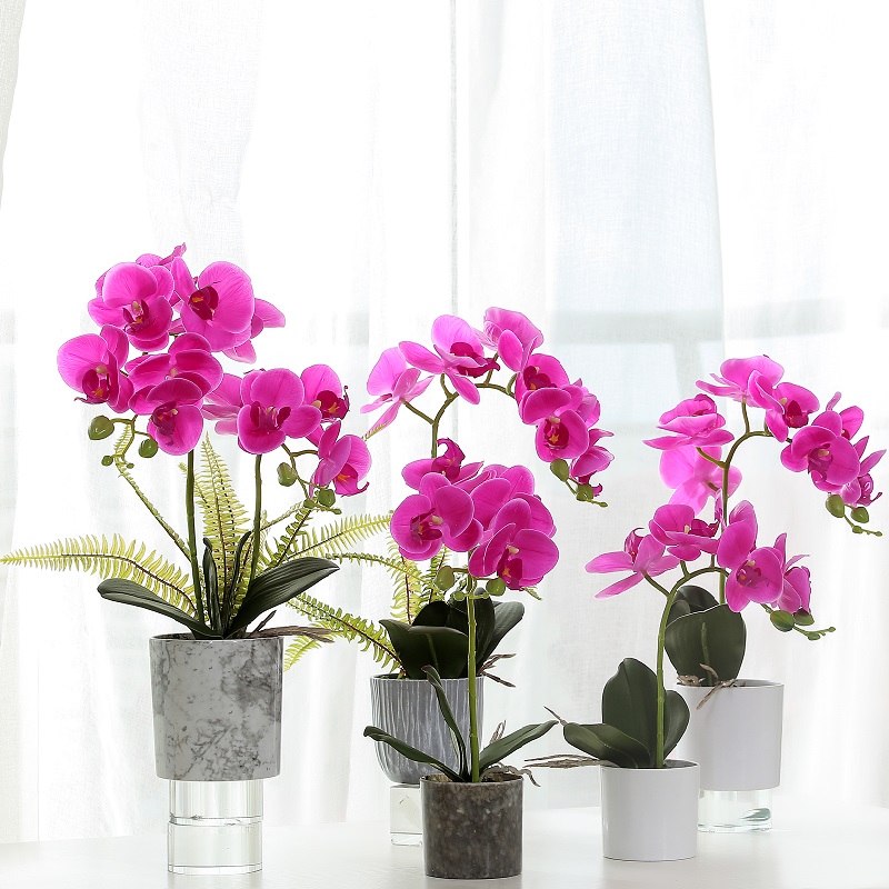 bánnóng cây phong lan trong chậu màu đỏ với chất lượng cao
